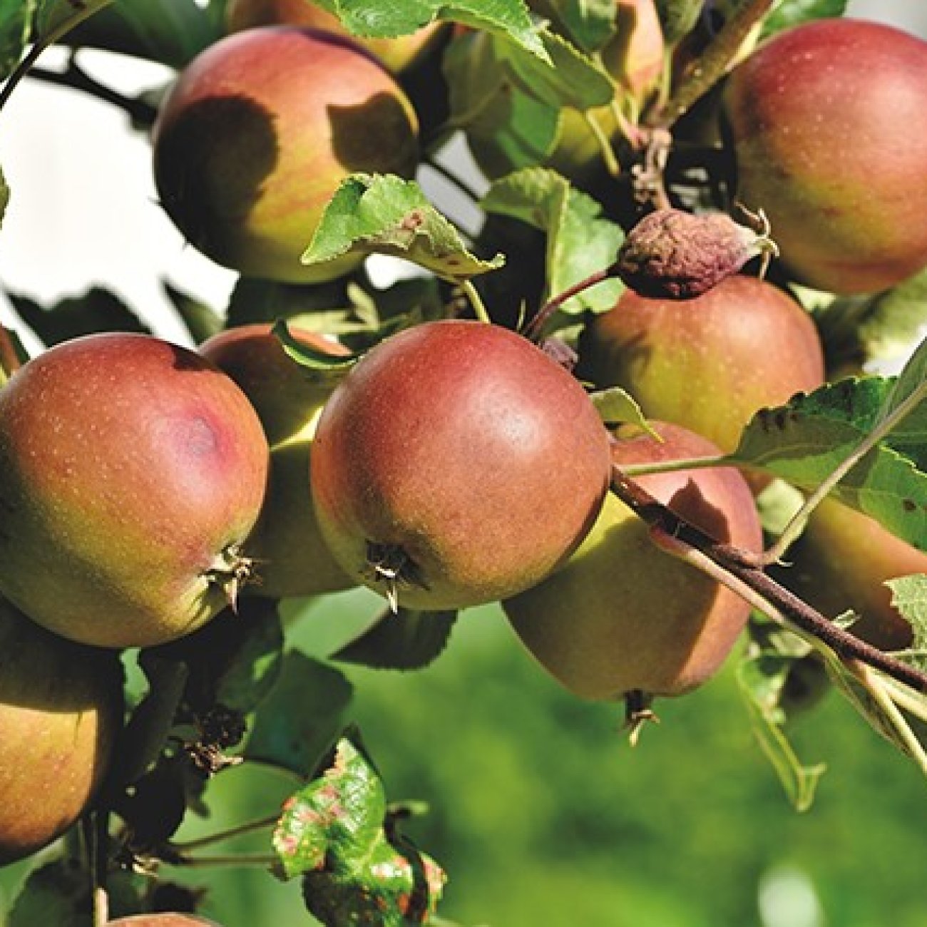 Obrázok Jabloň domáca (Malus domestica) ´BELLE DE BOSKOOP ROUGE´ - zimná, výška 270-300 cm, obvod kmeňa 6/8 cm, kont. C6L